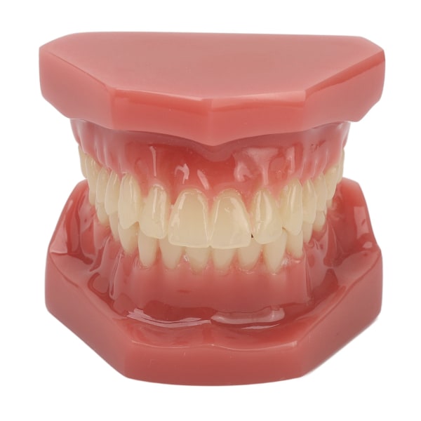 Tandmodell 28-tänder Dental Ortodontisk modell Undervisning Studiematerial Tanddemonstration