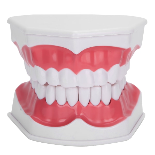 Hammaslääkärin opetushammasmalli 2X suurentava hammasmalli Hammaslääkärin opetustyökalu
