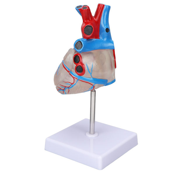 Hjertemodel Human Transparent Design Multifunktions Hjerteundervisningsmodel til medicinske undervisningsmidler