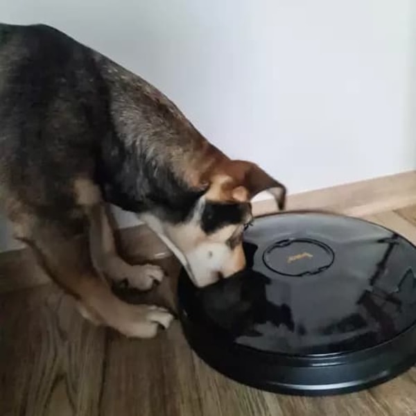 Foderautomat för Hund - Automatisk Matare