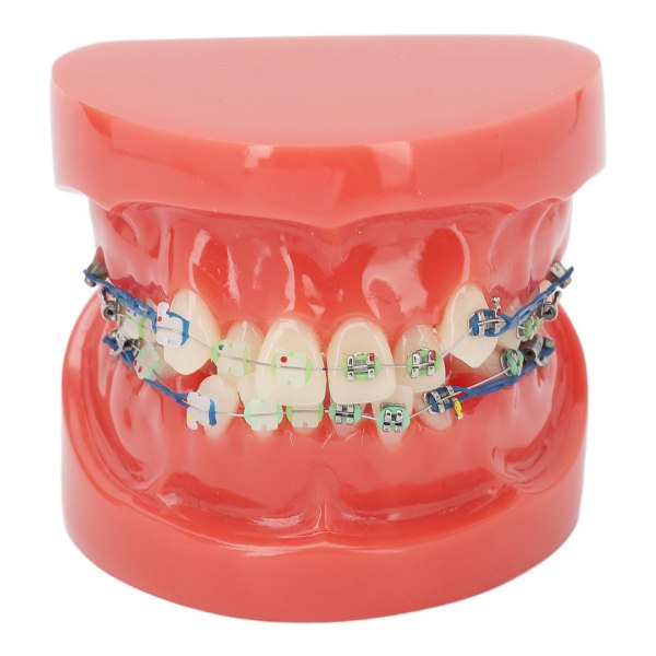 Tandmodell metalltrådar 24 tänder halvmetall halvt keramiskt fäste tand Rätt modell för studieundervisning