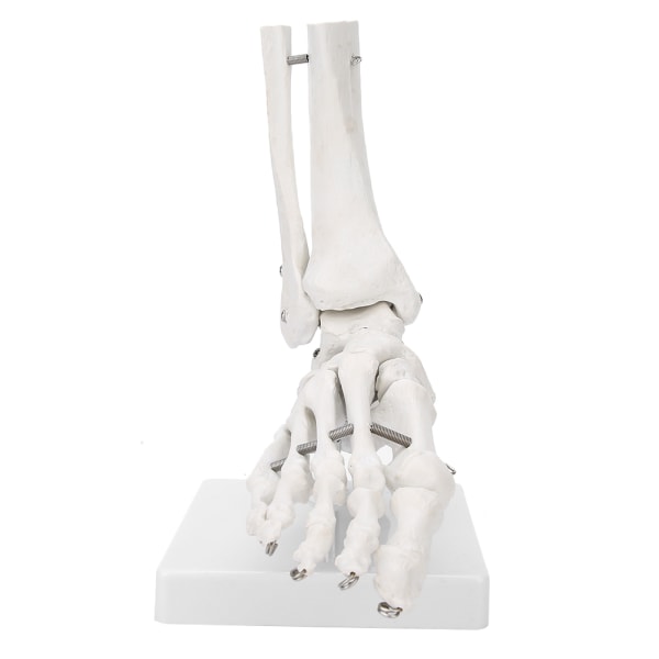 Jalka nilkkanivelen malliesittely Ihmisen jalka opetusmalli pohjalla