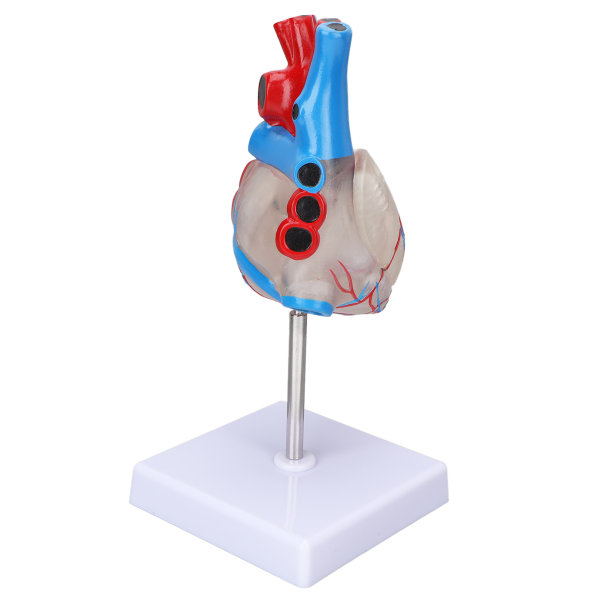 Hjertemodel Human Transparent Design Multifunktions Hjerteundervisningsmodel til medicinske undervisningsmidler