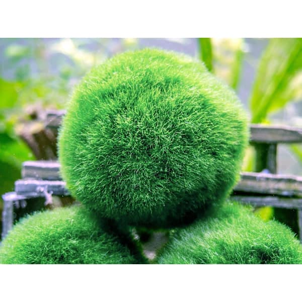 10 Marimo Moskugler 2,5 cm, Simuleret Grøn Algekugle