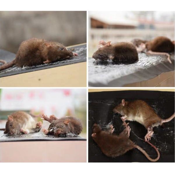 INF Sticky Mouse Trap 5-pack