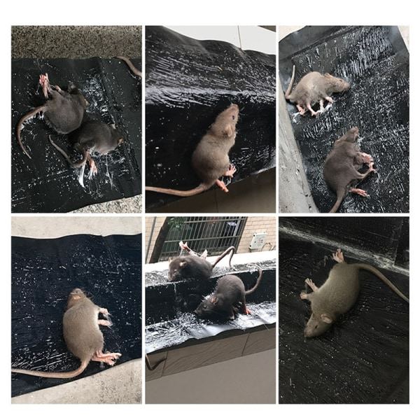 INF Sticky Mouse Trap 5-pack