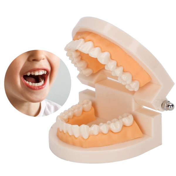 Dental Teaching Teeth Model Kids Teaching Teaching Study Supplies Demonstration Teeth Model