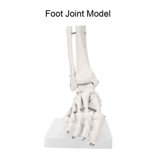 Fot Ankelledd Modell Demonstrasjon Human Foot Teaching Model with Base