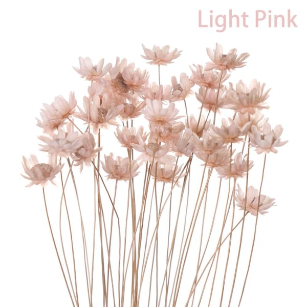 30st dekorativa torkade blommor Mini Daisy LJUSROSA lys rosa lys rosa