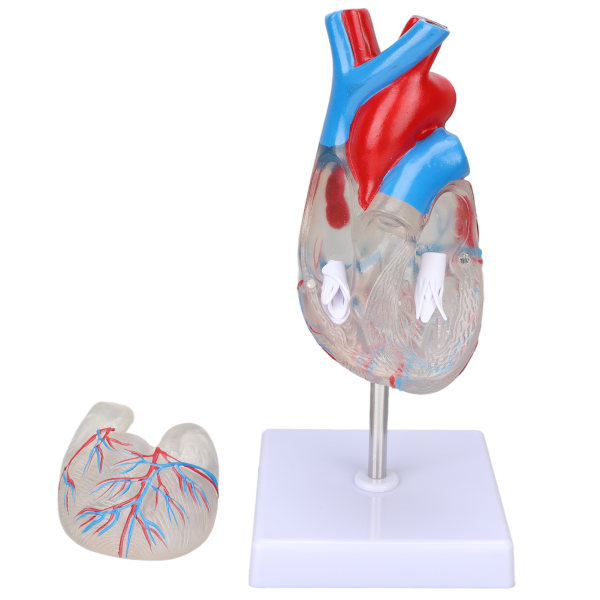Hjertemodell Menneskelig gjennomsiktig design Multipurpose hjerteundervisningsmodell for medisinske læremidler