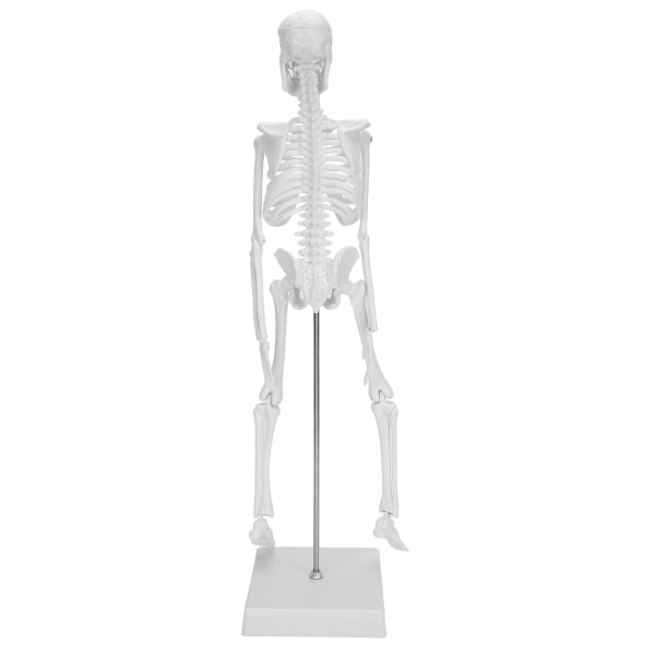 45 cm:n ihmisen luurankomalli liikkuvat raajat anatominen opetus Oppimismalli Tiedetarvikkeet