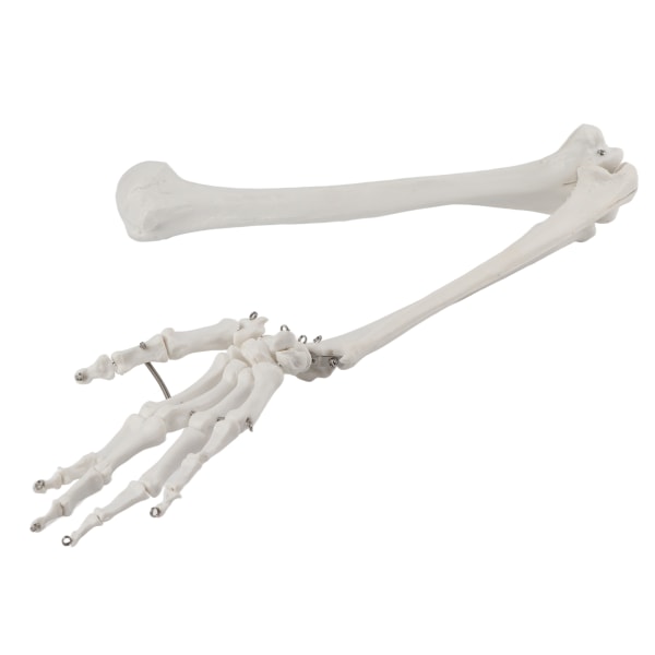 Professionel menneskelig håndarm knoglemodel Øvre lemmer knoglemodel til undervisningsdemonstration