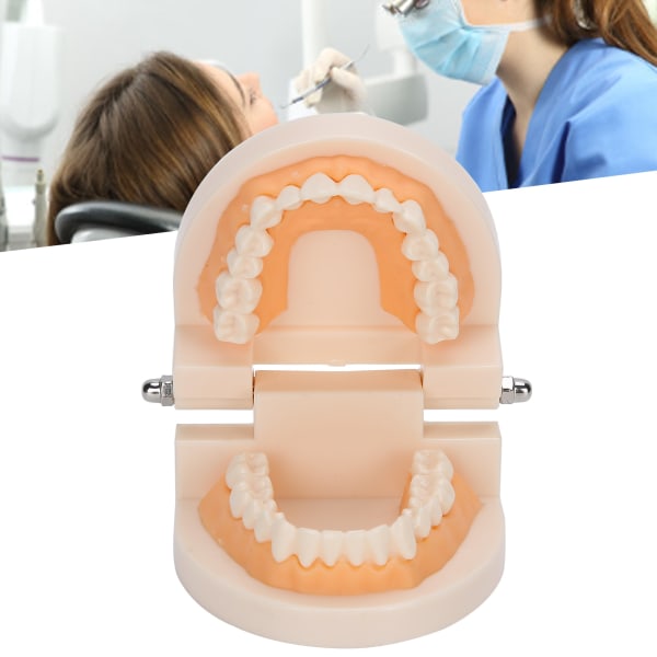 Dental Teaching Teeth Model Kids Teaching Teaching Study Supplies Demonstration Teeth Model