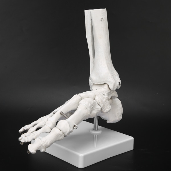 Jalka nilkkanivelen malliesittely Ihmisen jalka opetusmalli pohjalla