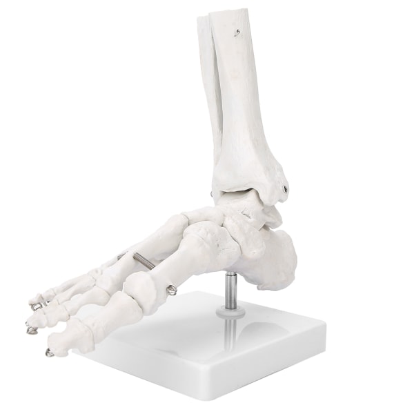 Fot Ankelledd Modell Demonstrasjon Human Foot Teaching Model with Base