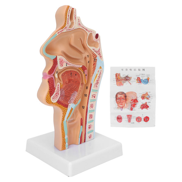 Menneskelig nese Munnhule Hals Anatomisk modell for naturfag klasseromsundervisning Presentasjonsvisning