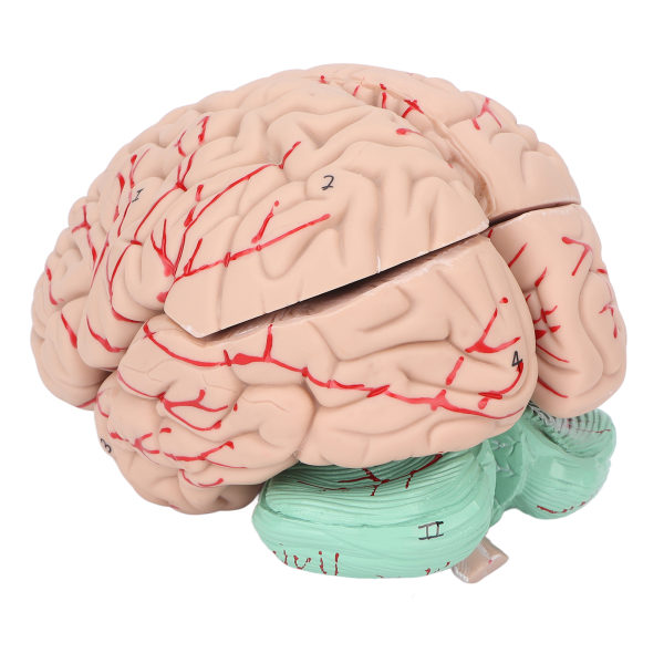 Menneskelig hjernemodell Profesjonelle leger som underviser i hjerneanatomimodell for sykehusskolevisning