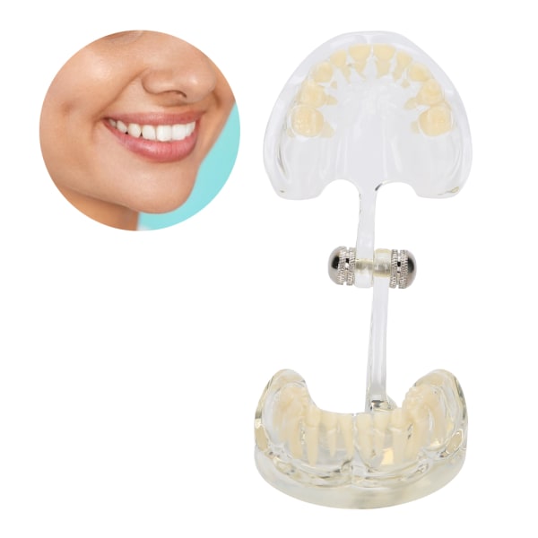 Dental melketenner Modell Avtakbare tenner Modell Læringsverktøy for tannlege