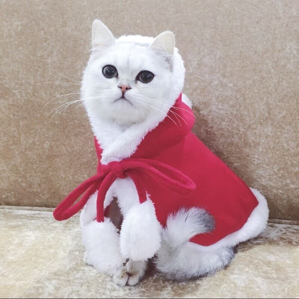 Hunde Julekostume Kat Juleferie Outfit Rød Jule Kappe Hætte Kappe Vinterfrakke Medium