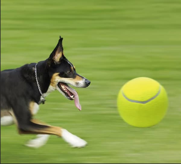 3 stk hundetennisball (6 cm)