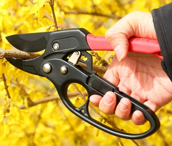 Räfsax med städ och automatisk spärrträdgårdshäck Saxgrenklippare