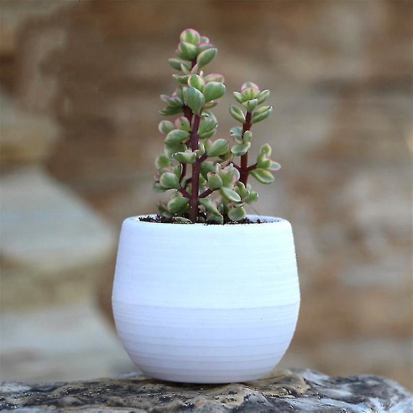 Mini Blomsterpotter Fargerike Runde Plast Plante Blomsterpotte Sukkulenter Potte Hage Hjemmekontor Dekor Plast Barnehagepotter