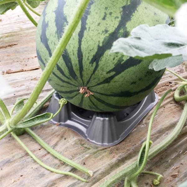 Plastik Melon Support Øger Lysrefleksion Fra Til Vandmelon 3stk