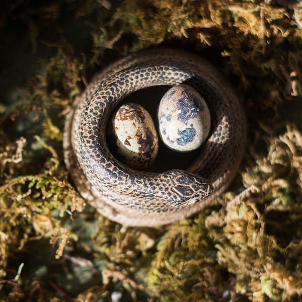 3D Coiled Snake Resin Lysestake Lysestake Ornament Hjemmedekor 2 Stykker