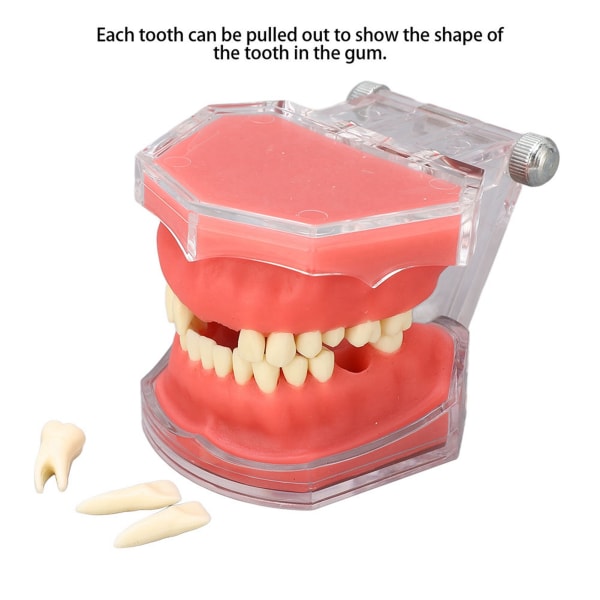 Gingiva mallin irrotettavat hampaat, pehmeät suulliset osoittavat hammashoidon opetustyökalu