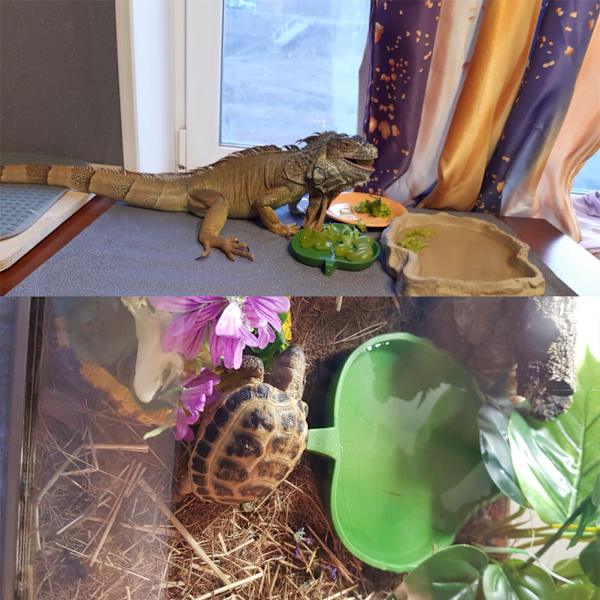 2 st Blad Reptil Mat Skål Tallrik för Sköldpadda Orm Kryp Husdjur Dricka och Äta