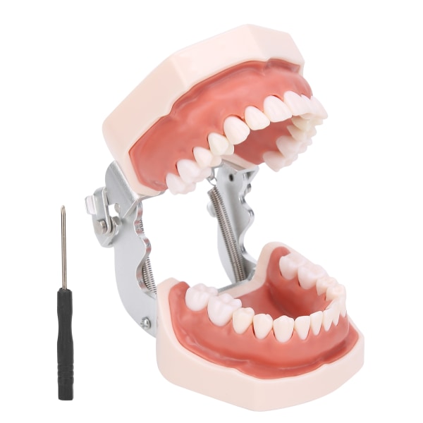 Aftagelig tandmodel Simulering Dentaltændermodel til undervisningspraksis med skruetrækker