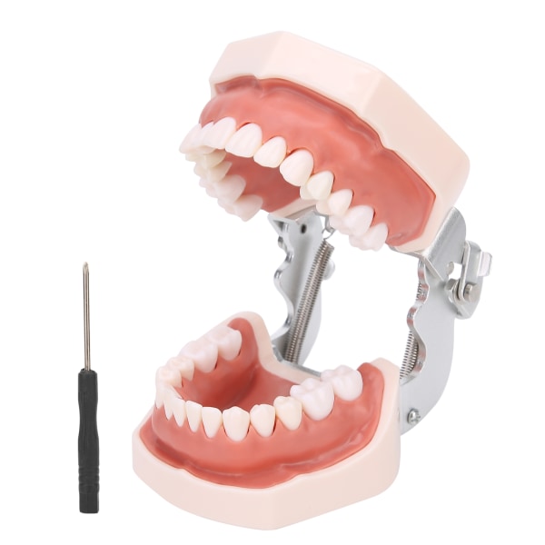 Aftagelig tandmodel Simulering Dentaltændermodel til undervisningspraksis med skruetrækker