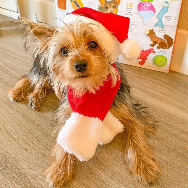 Julekostume til kæledyr - Blødt og varmt sæt med justerbar hat og tørklæde til katte og hunde - Til julefest, cosplay, julehat og tørklæde