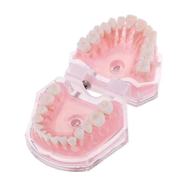 Dental Ortodontisk Typodont Plast Standard Modell 4004 Med 28 avtagbara tänder