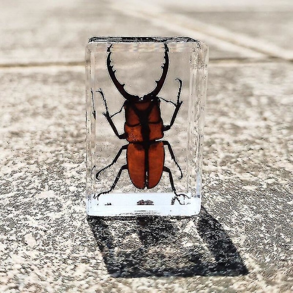 Nytt äkta insektsexemplar Transparent Hartsspindel Höstbagge Scorpion Geting