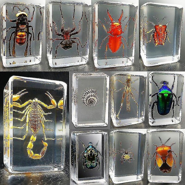 Nytt äkta insektsexemplar Transparent Hartsspindel Höstbagge Scorpion Geting