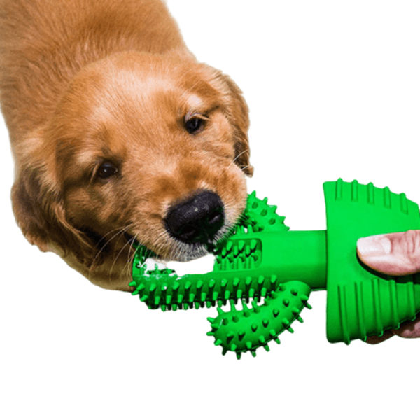 Tandleksak för hunden