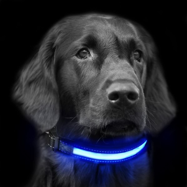 LED Hundhalsband med Solcellsladdning Small (7-15 kg)