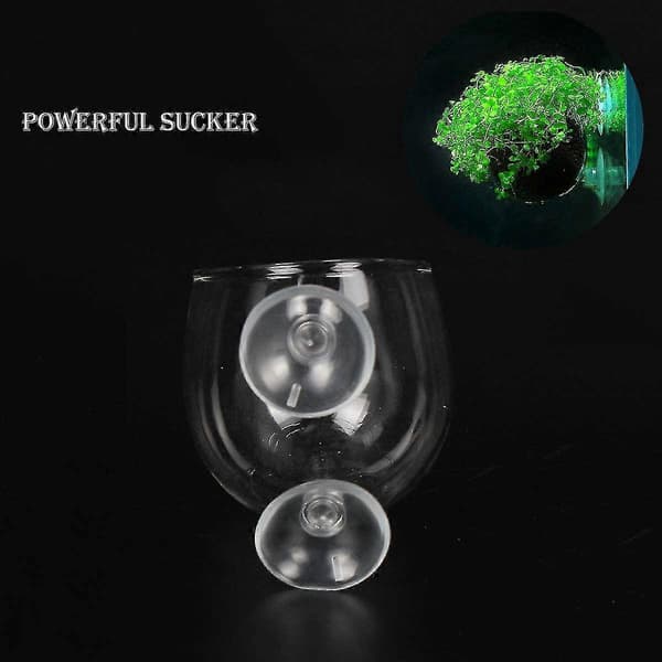 2 st Glas Växtkruka Rium Planter Röda Räkor Växter Tank Glas H