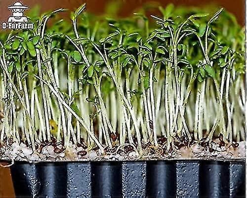 Grov Perlite Bulk - Grov Perlite til Havebrug til Indendørs Planter 5-10mm 2qt