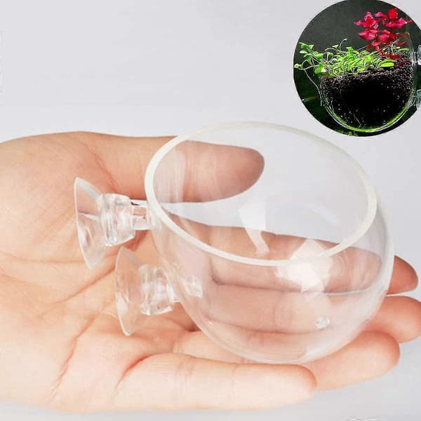 2 st Glas Växtkruka Rium Planter Röda Räkor Växter Tank Glas H