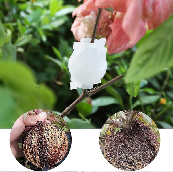 10 stk Luftlaging Formeringskuler Høytrykks Plante Rooting Ball Rot Poding Dyrking Breed Transparent S