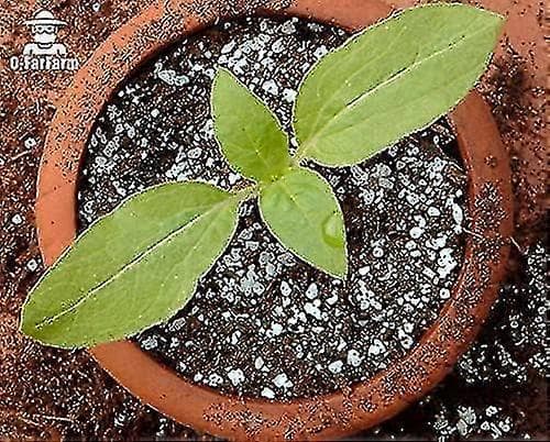 Grov Perlite Bulk - Grov Perlite til Havebrug til Indendørs Planter 5-10mm 2qt