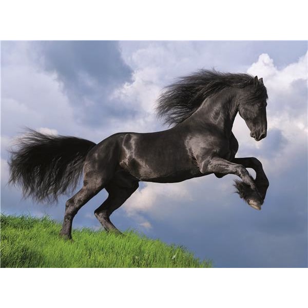 Clementoni High Quality Collection - Black Horse (500 bitar)