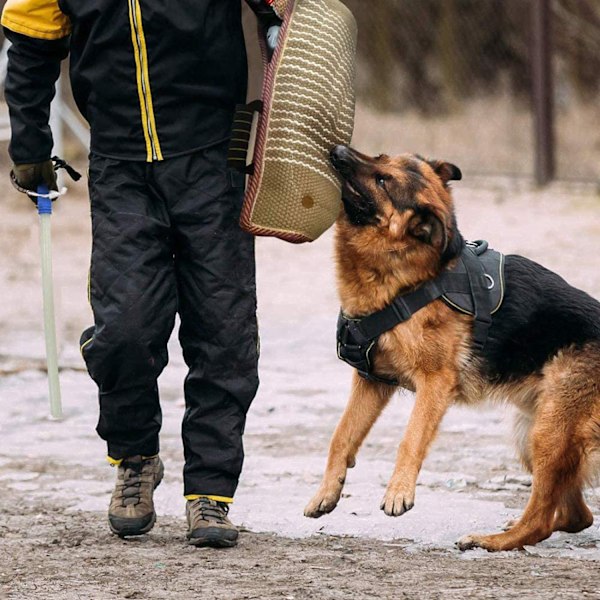 Hun så beskyttelse fra dette netværk. Alle slags hunde på dit ærme. Faste foderposeøvelser
