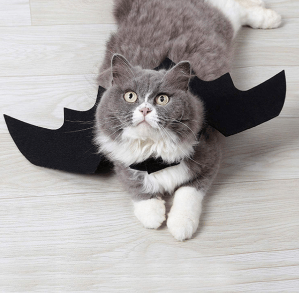 Husdjur fladdermus vingar katt hund fladdermus kostym