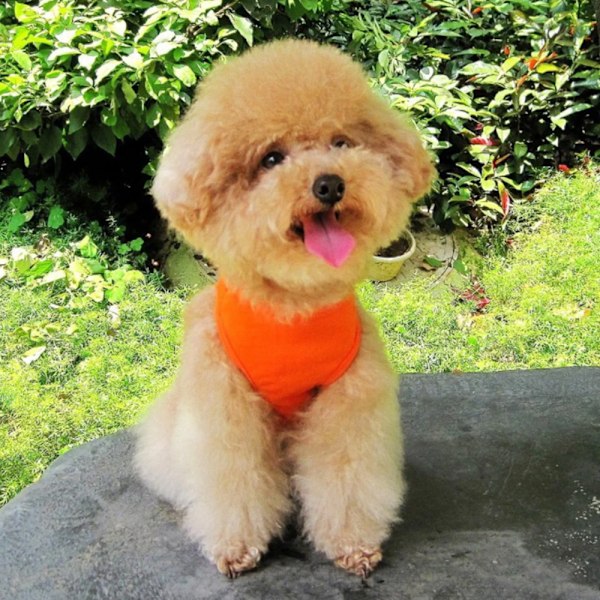 Hundetøj Lille hund kæledyrs tøj \"Jeg elsker min mor\" trykt sød kæledyrsvest (Orange)