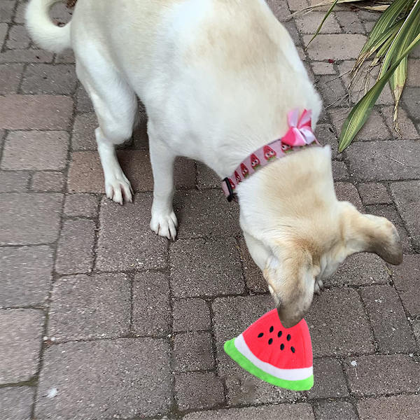 4 st frukt hund leksak mat-formad hund leksak hund leksak med pip plysch leksak valp leksak
