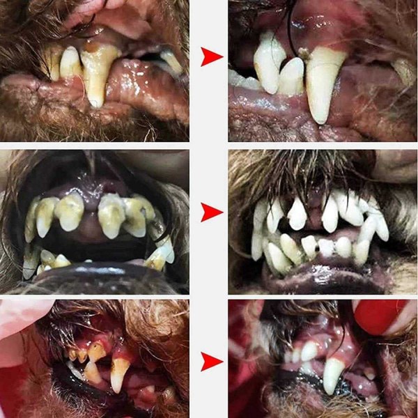 Elektrisk tandborste för hundar - Dog Dental Scaler Halksäker Groomi