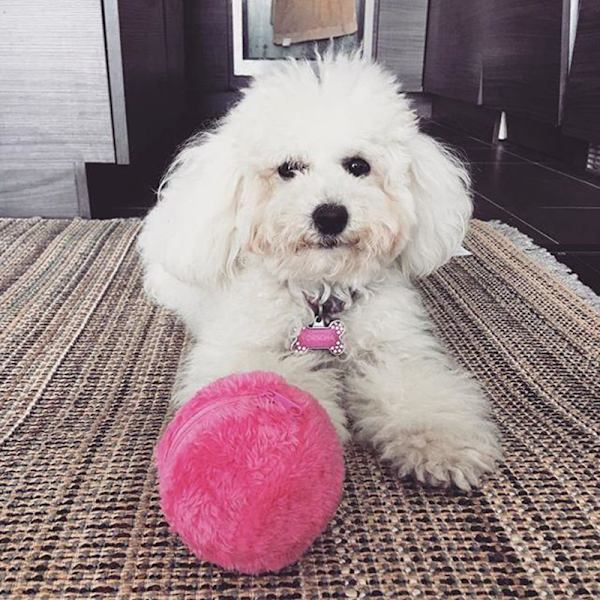 Magisk Rullande Boll Aktivering Automatisk Boll Elektrisk Hund Kattleksak Batteridriven Golv Ren Plyschleksak
